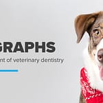 Are Dental Radiographs a Necessary Component of Veterinary Dentistry?