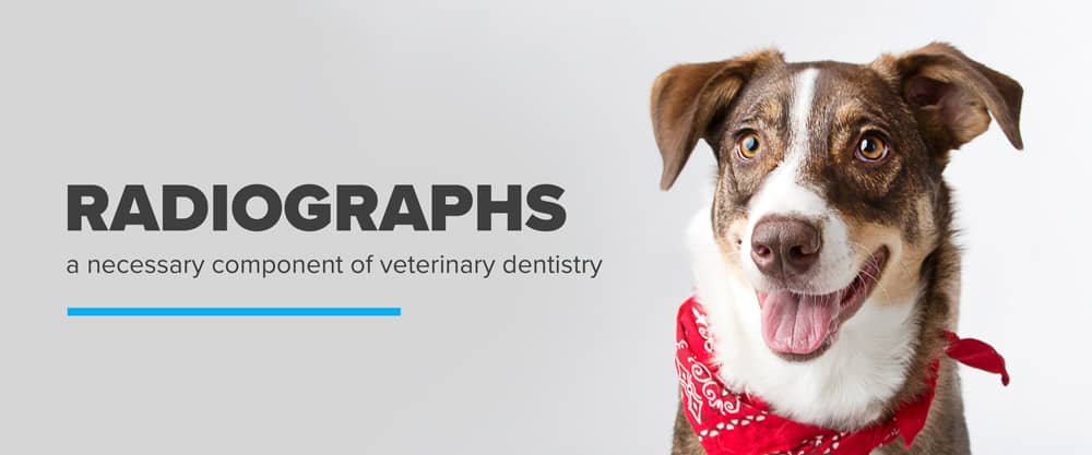 Are Dental Radiographs a Necessary Component of Veterinary Dentistry?