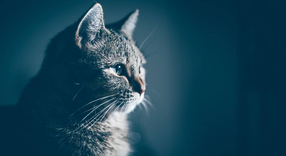 Focal Seizures in Cats: Feline Epilepsy Causes and Treatments