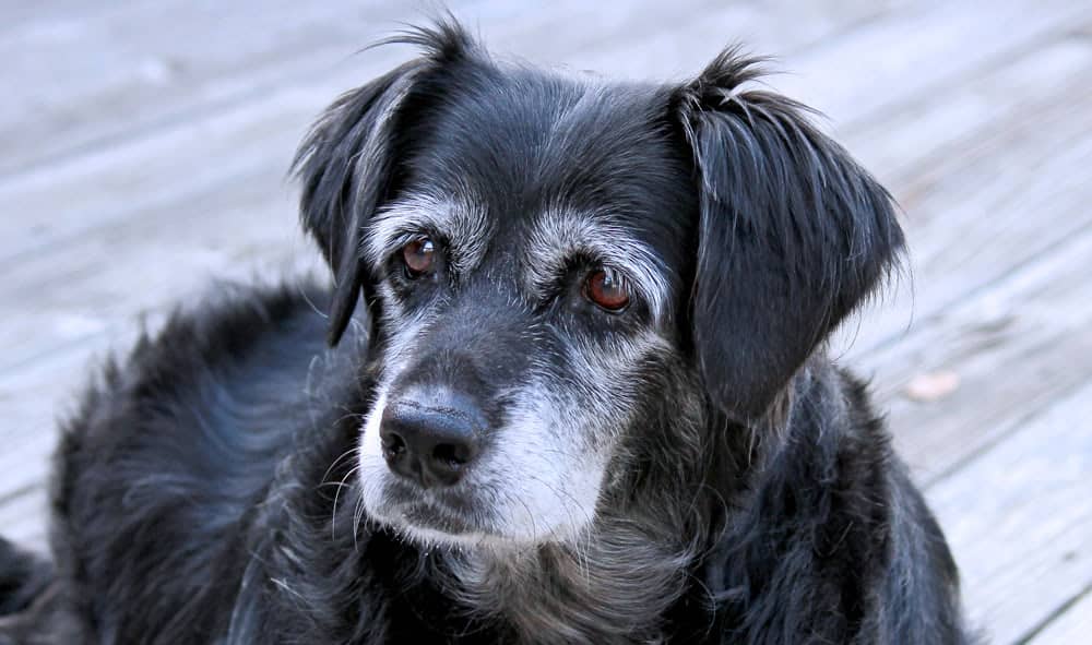 Vet Recommended Pet Care Tips for Your Small Breed Senior Dog