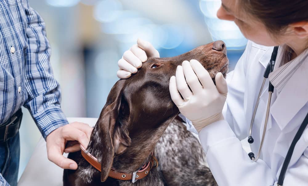 Dog allergy blood store test