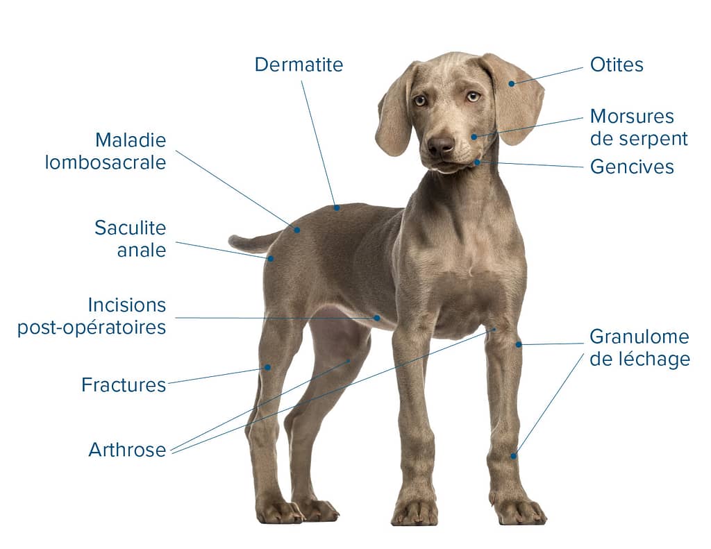 Multi Radiance laser therapeutique ROI