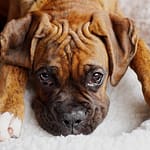 Gingival Hyperplasia in Dogs: Causes, Symptoms, and Treatment