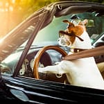 Mobile Veterinary Care: What You Need to Know Before Starting Your Own Practice on Wheels