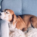 Dog Heartworm Treatment: Side Effects, Aftercare, and Success Rates