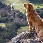 TPLO Surgery in Dogs: Success Rates and Alternatives