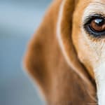 Cushing’s Disease in Dogs: Assessing the Efficacy of Dietary Changes and Holistic Treatments