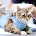 Feline Panleukopenia: Risk Factors, Prevention and Vaccines