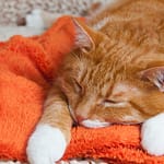 Feline Inflammatory Bowel Disease: Treating IBD in Cats