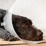 Avoiding Dog Neutering Complications: Risk Factors and Recovery