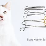 Veterinary spay neuter surgery instruments packs purchase guide 2021