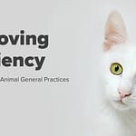 Improving Efficiency: 10 Tips for Small Animal General Practices