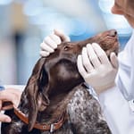 Dog Allergy Testing: Blood vs Skin – Key Differences and Recommendations