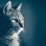 Focal Seizures in Cats: Causes and Treatments