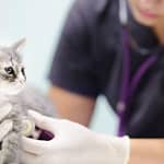 Feline Anesthesia: Protocol, Side Effects and Complications