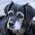 Senior Dog Dental Care and Anesthesia: FAQs and Best Practices