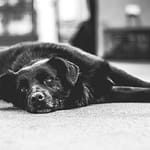 Diagnosing Canine Cognitive Dysfunction: Symptoms and Treatment