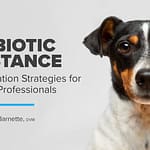 Antibiotic Resistance: Communication Strategies for Veterinary Professionals