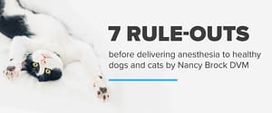 7 rule-outs before delivering anesthesia to healthy dogs and cats by Nancy Brock DVM