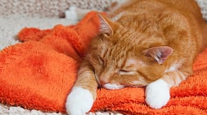 Feline Inflammatory Bowel Disease: Treating IBD in Cats