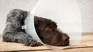 Avoiding Dog Neutering Complications: Risk Factors and Recovery