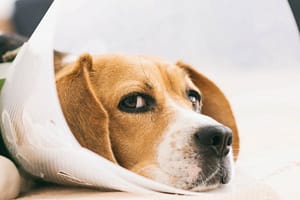 Penrose Drains for Dogs: Pros, Cons, and Alternatives