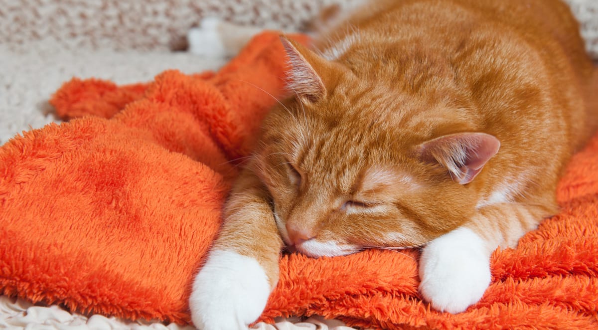 Colitis in cats outlet treatment