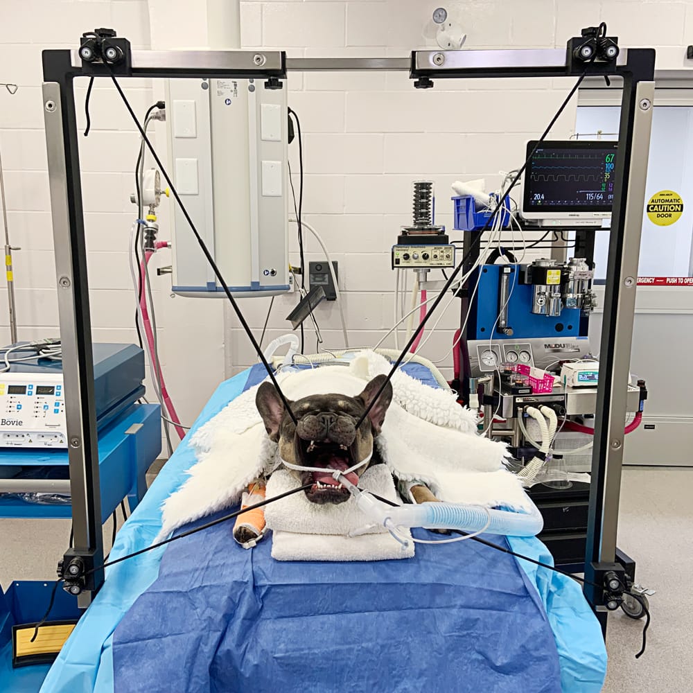 BOSS+ Brachycephalic and Oropharyngeal Surgical Stand +