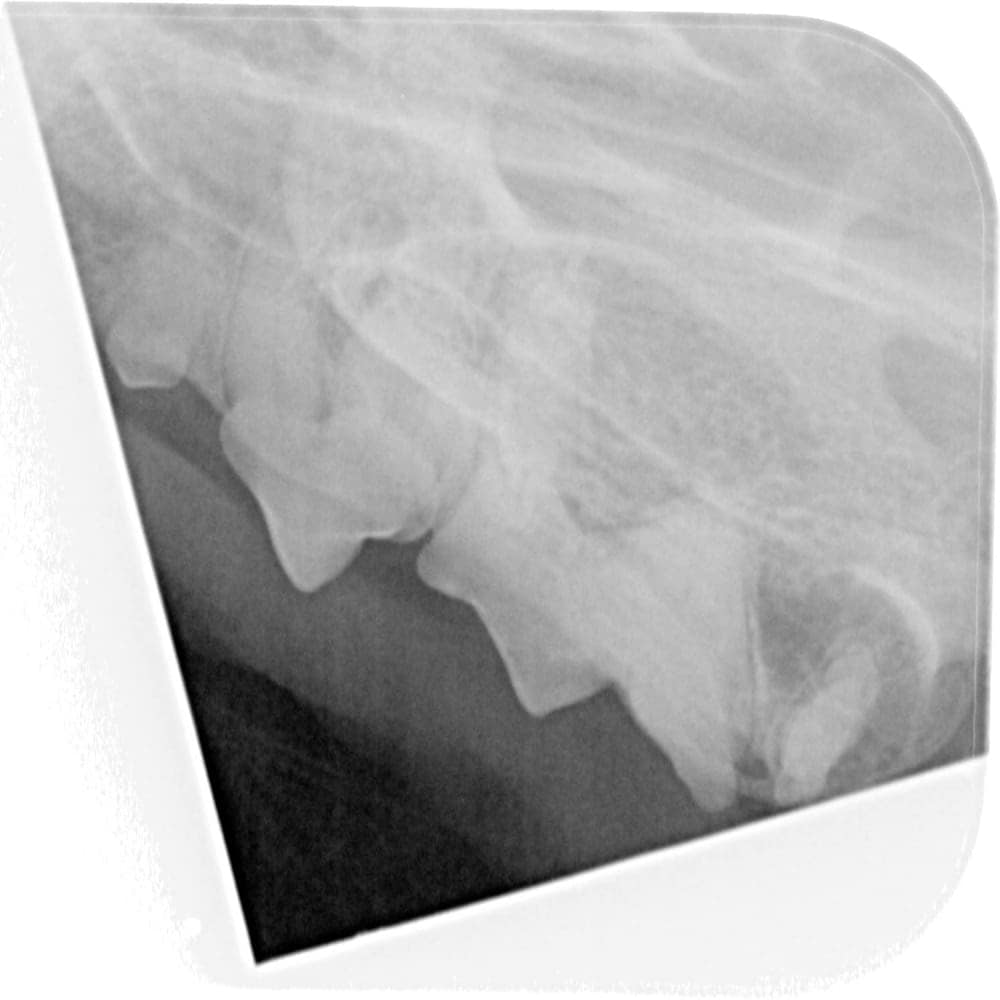 Dental Radiography