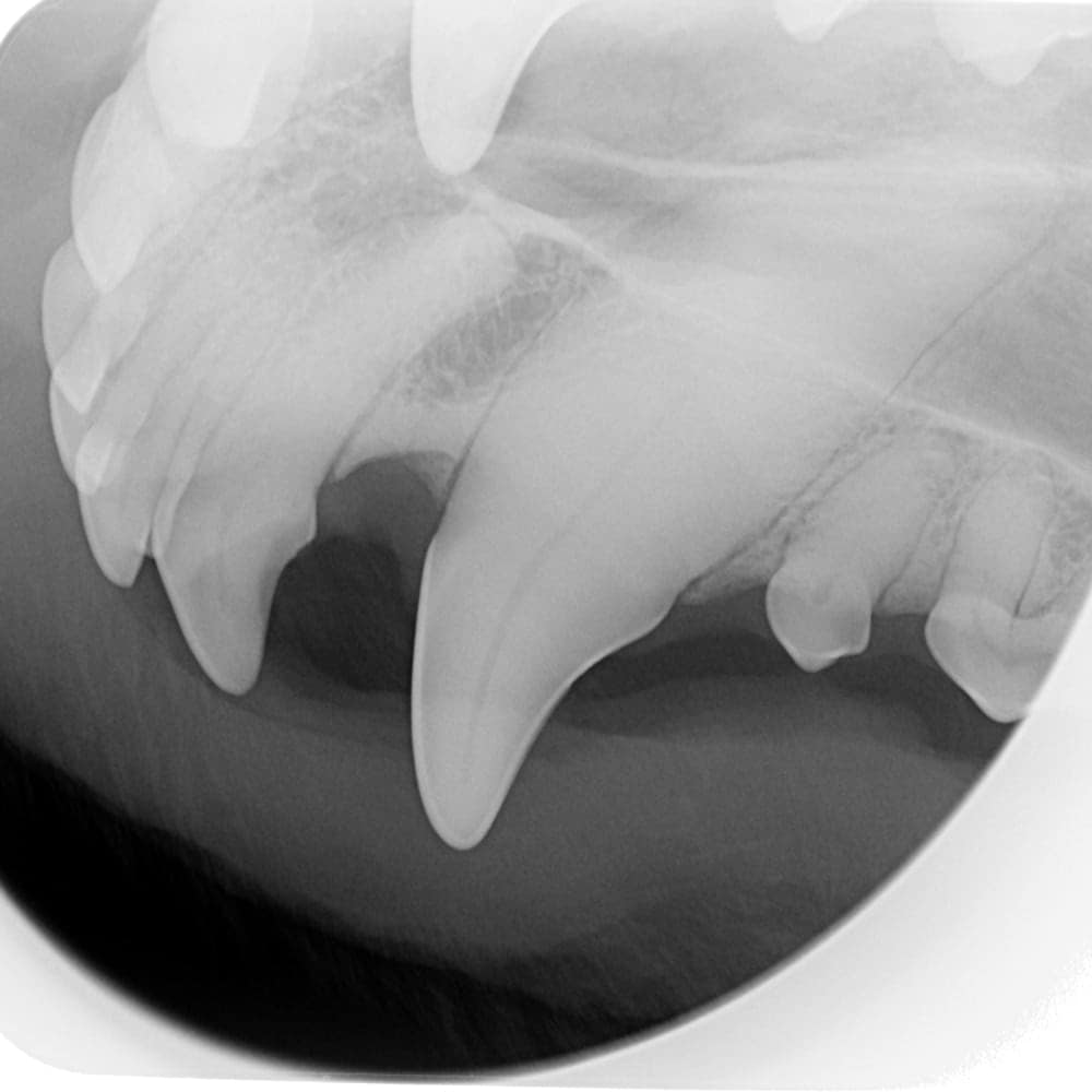 X-Ray Imaging X-Ray Imaging