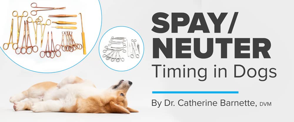 Spay/Neuter Timing in Dogs: Weighing the Options