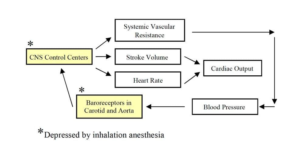 Chart Blood Pressure