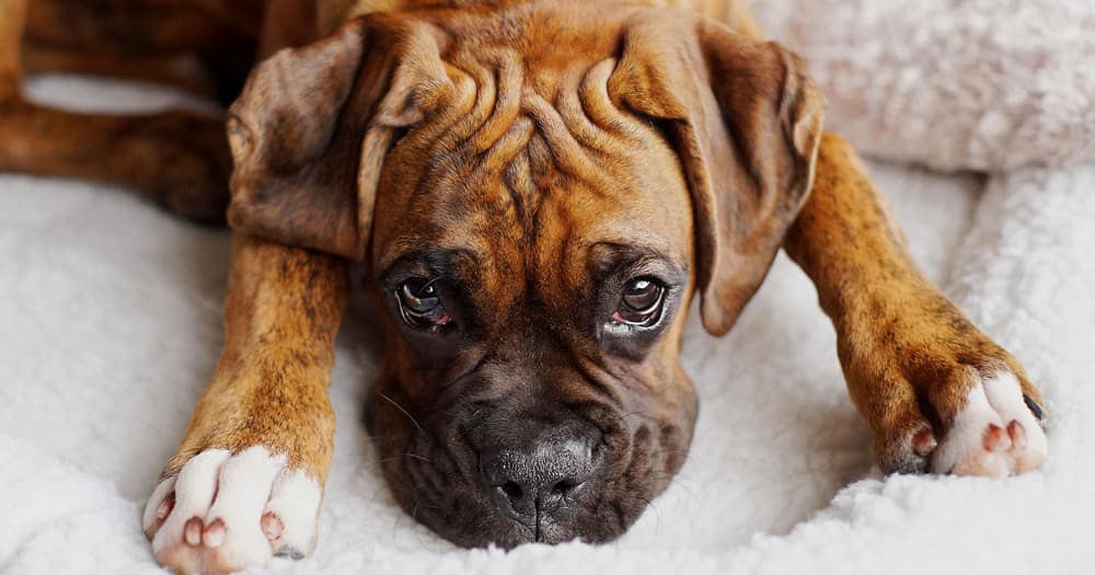 Gingival Hyperplasia in Dogs Causes Symptoms and Treatment