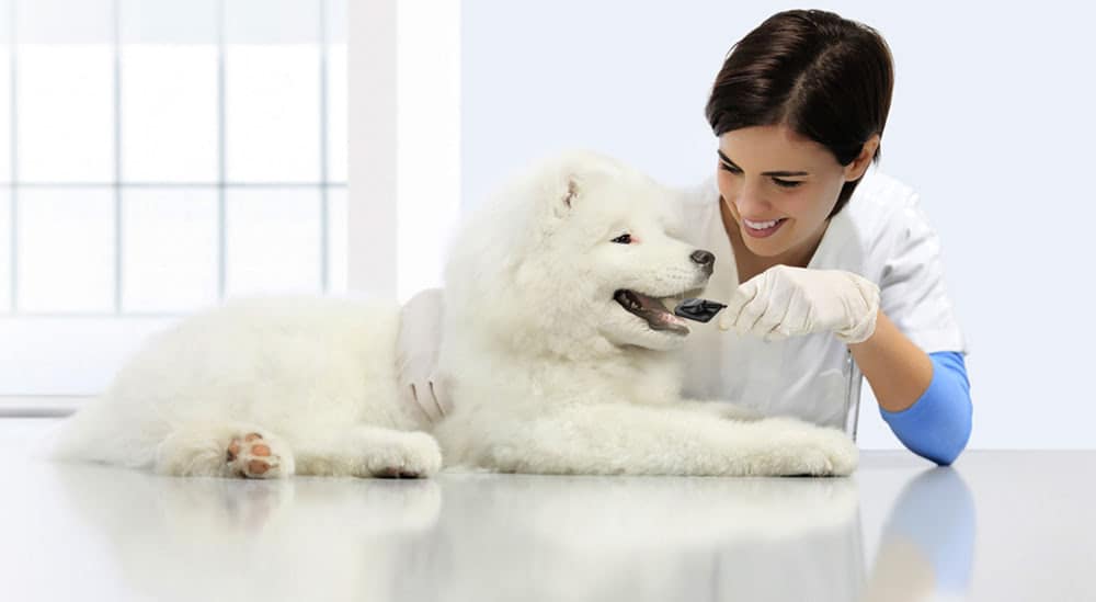 CR and DR in veterinary dental radiograph