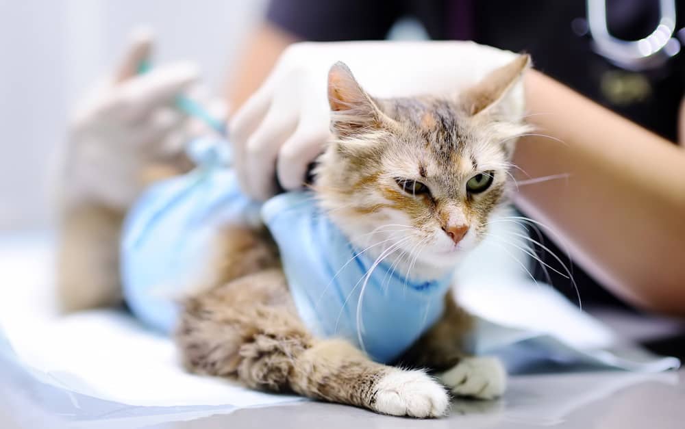 Feline Panleukopenia: Risk Factors, Prevention and Vaccines