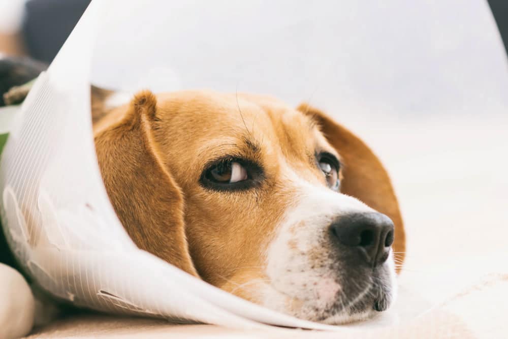 Beagle with collar