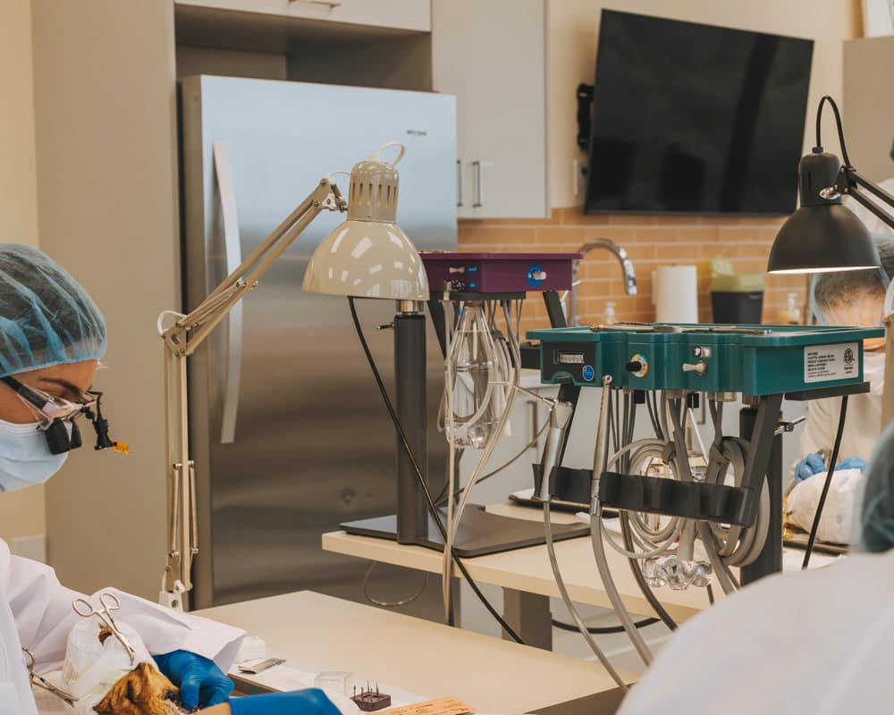 Dispomed Equipment in Veterinary Clinic