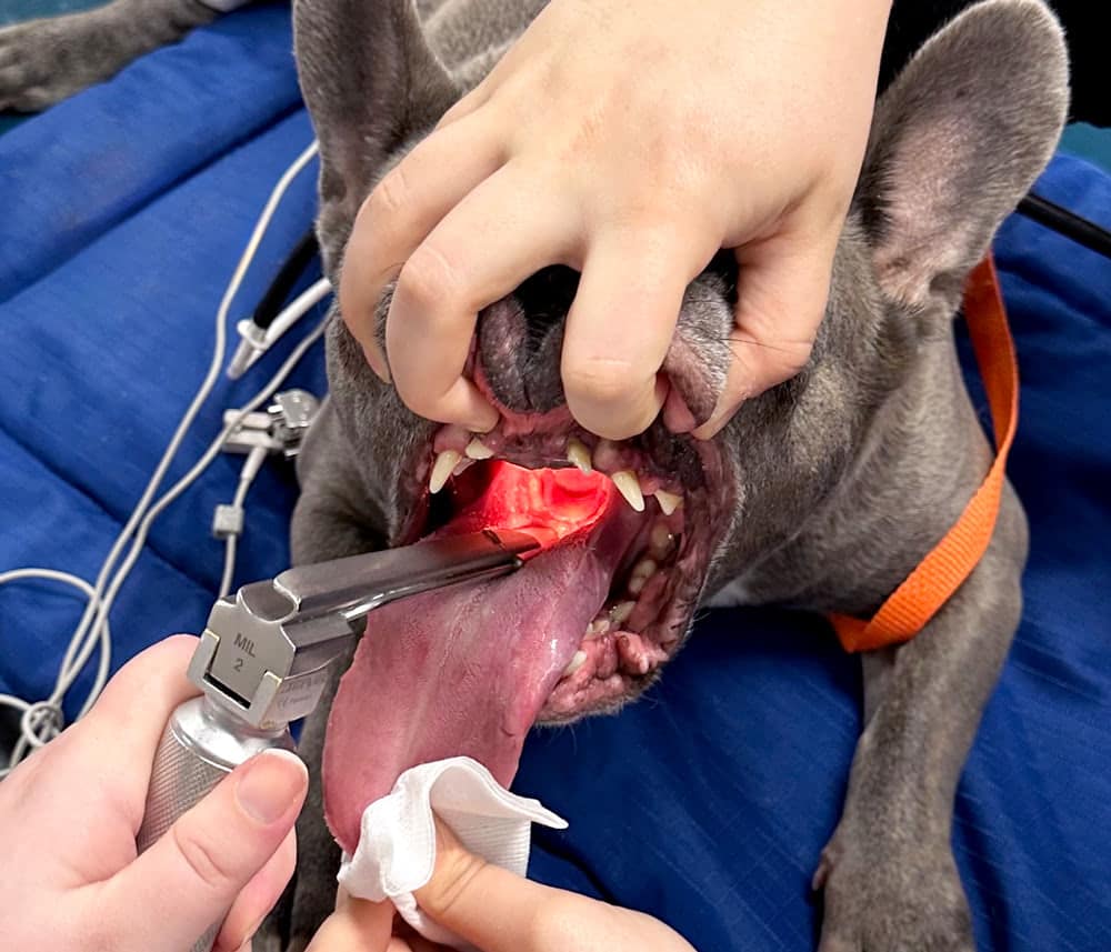 Canine and Feline Airway Management - Figure 3