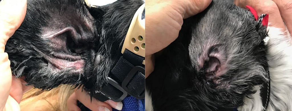 Otitis Externa After