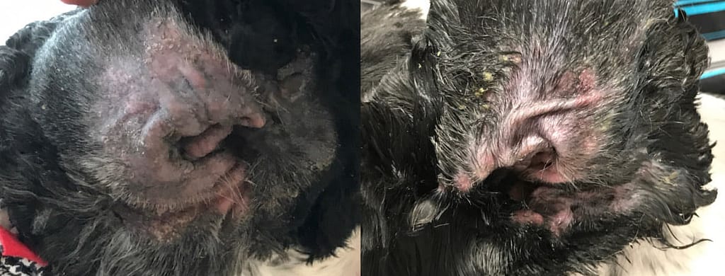 Otitis Externa Before