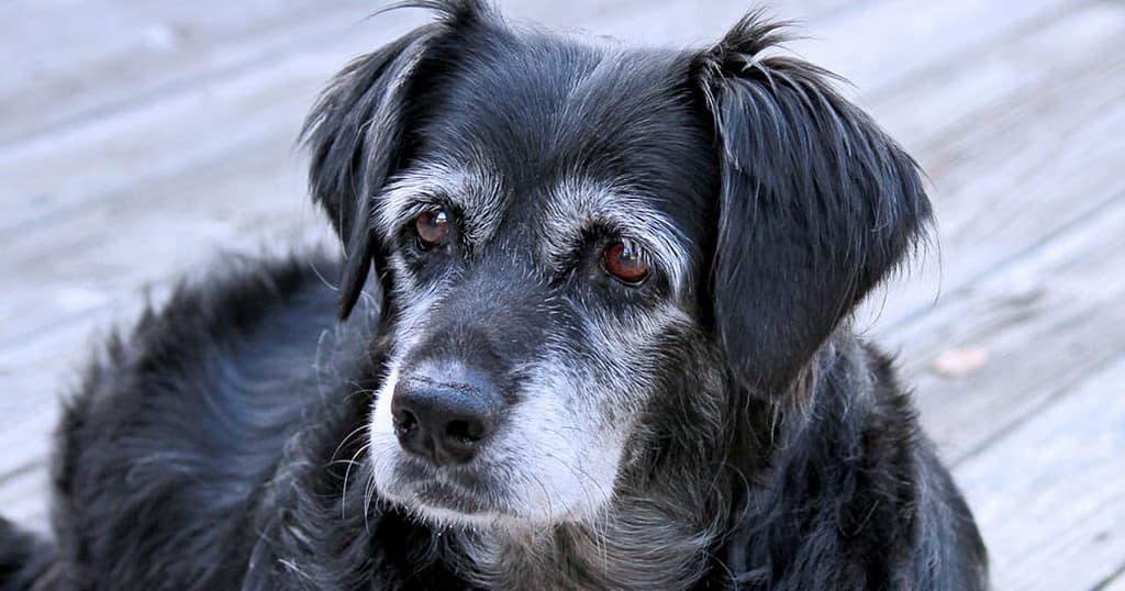Senior Dog Dental Care and Anesthesia