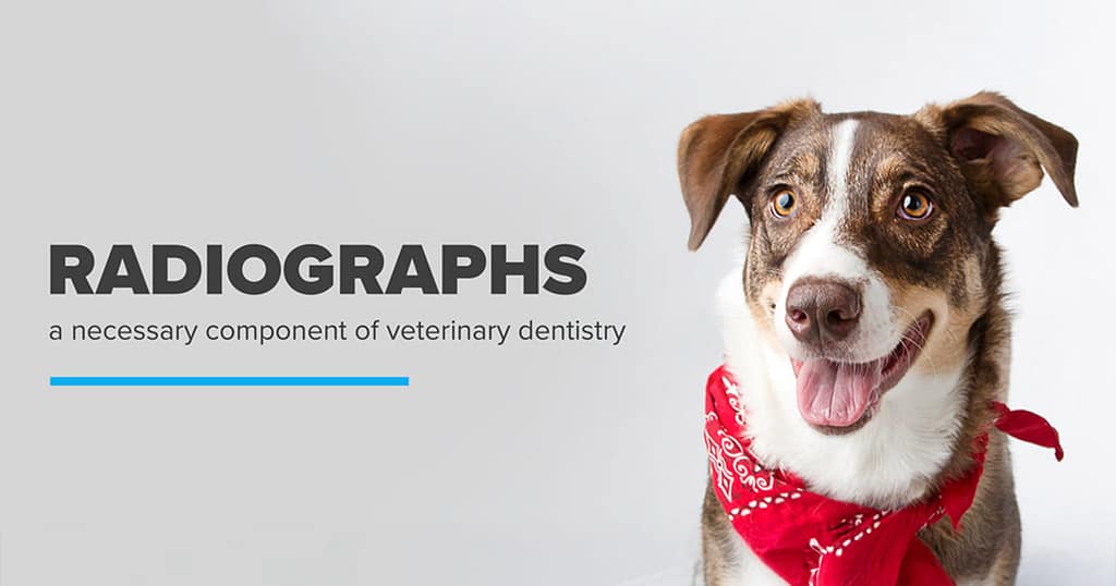 Dental Radiographs