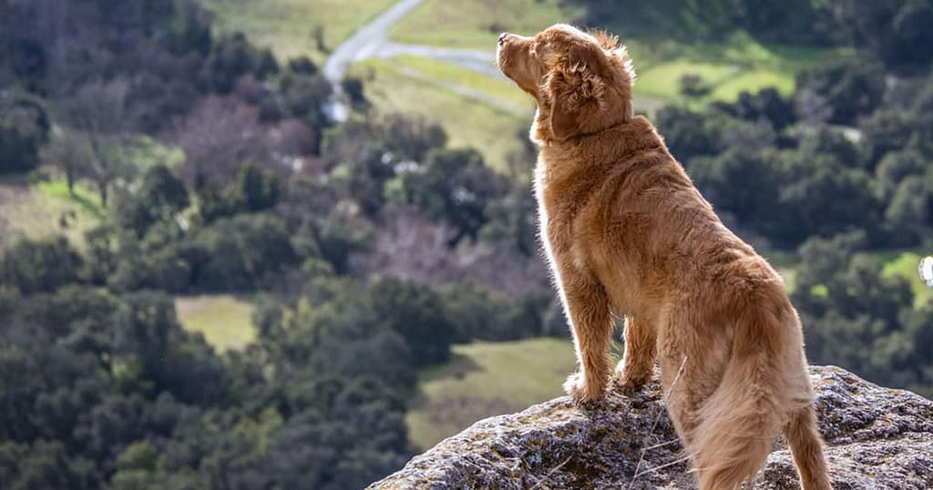 TPLO Surgery in Dogs
