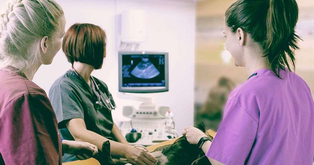Veterinary Diagnostic Imaging Specialist