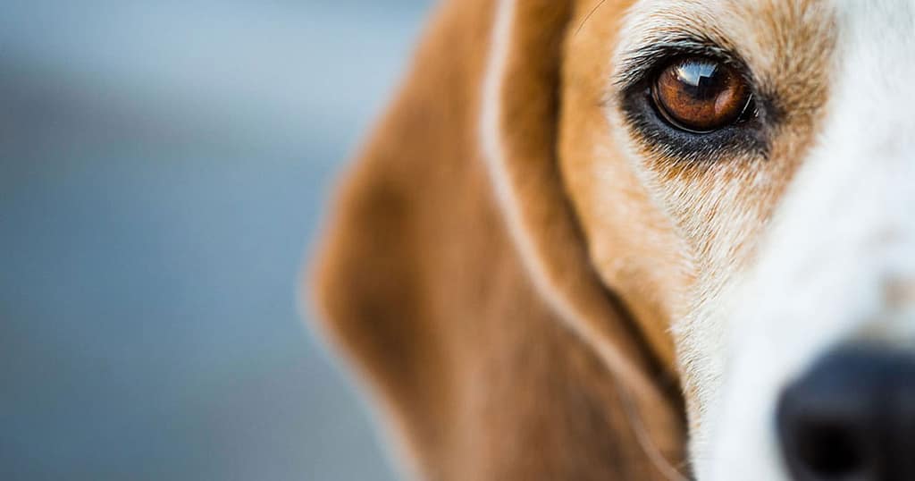 Cushings Disease in Dogs