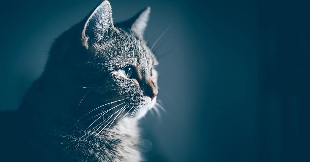 Focal Seizures in Cats Causes and Treatments