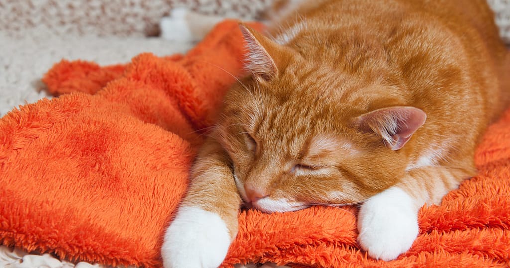 Feline Inflammatory Bowel Disease