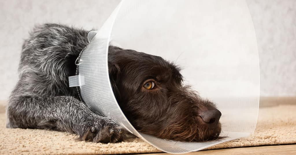 Avoiding Dog Neutering Complications Risk Factors and Recovery