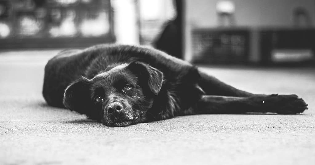 Canine Cognitive Dysfunction