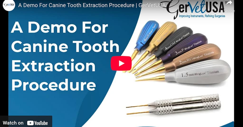 Canine tooth extraction demo